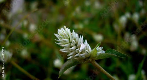 blutaparon portulacoides photo