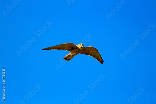 Tableau sur toile Flying falcon with its hunt