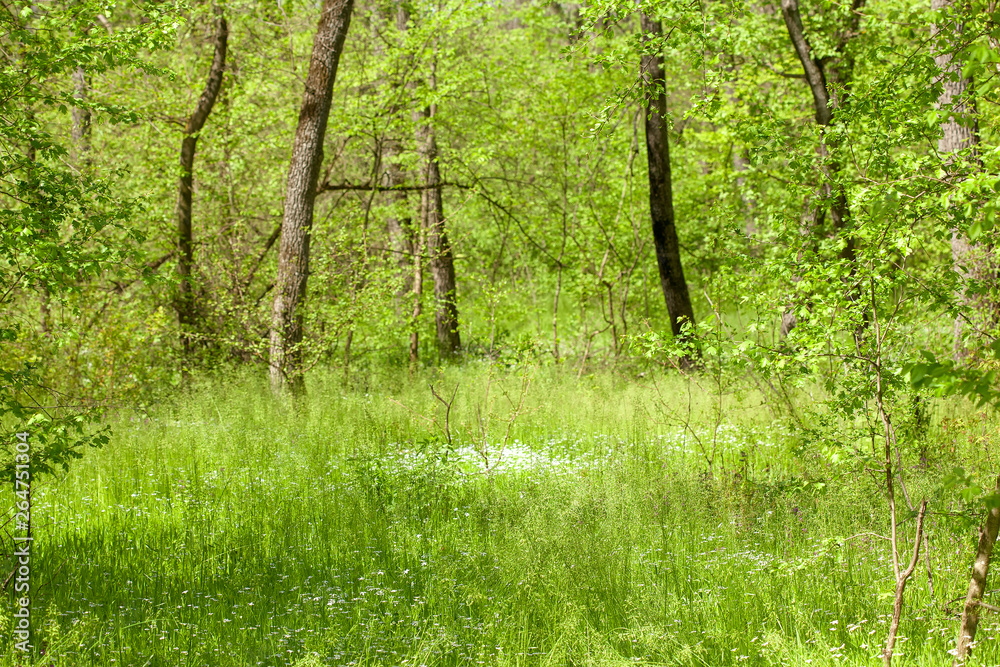 green forest nature in the spring green forest nature in the spring