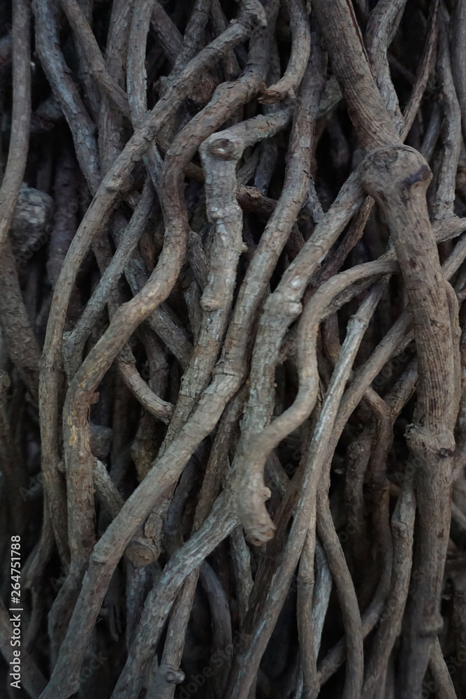 the interweaving of branches of trees the interweaving of branches of trees