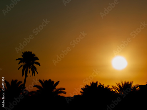 Sunrise showing early morning sun and sky with palm trees in silhouette