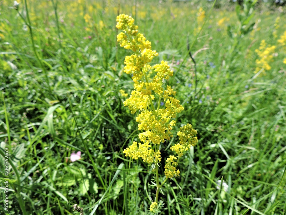 yellow flowers in the field yellow flowers in the field
