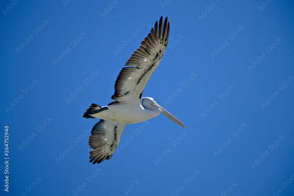 Fototapeta premium Flying Australian Pelican with blue sky