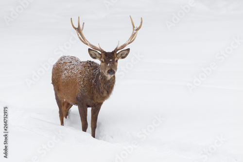 Red deer in Winter  Cervus elaphus