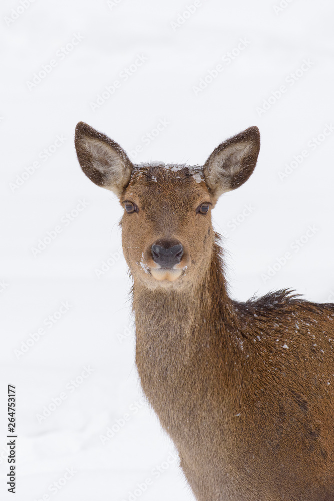 Red deer