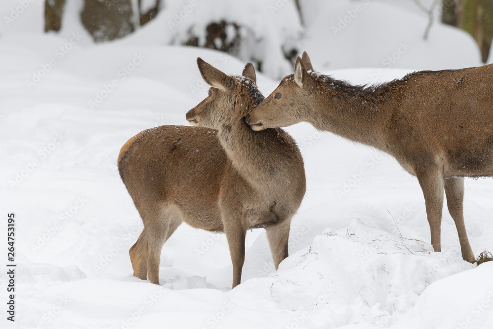 Red deers Red deers
