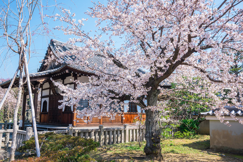 京都　上品蓮台寺（じょうぼんれんだいじ）の桜 © Route16