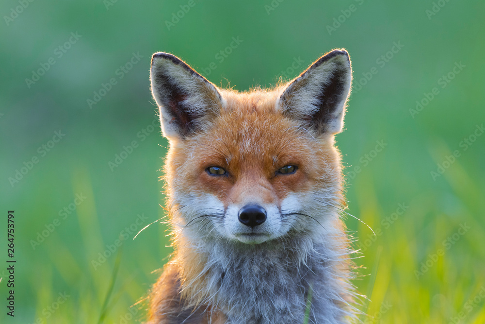 Red Fox, Vulpes vulpes, Germany, Europe Red Fox, Vulpes vulpes, Germany, Europe