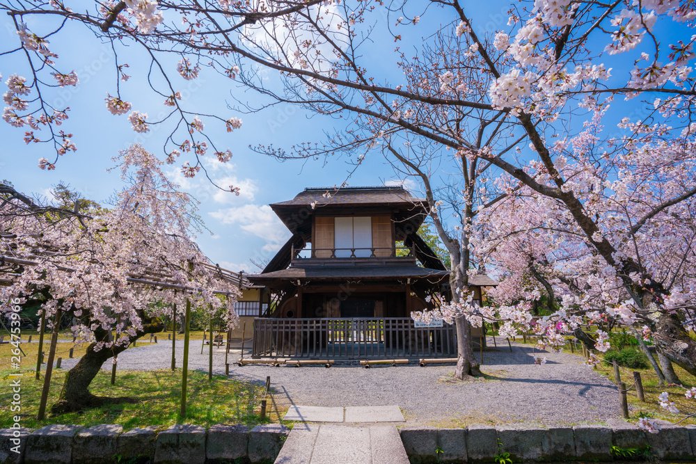 京都　渉成園の桜