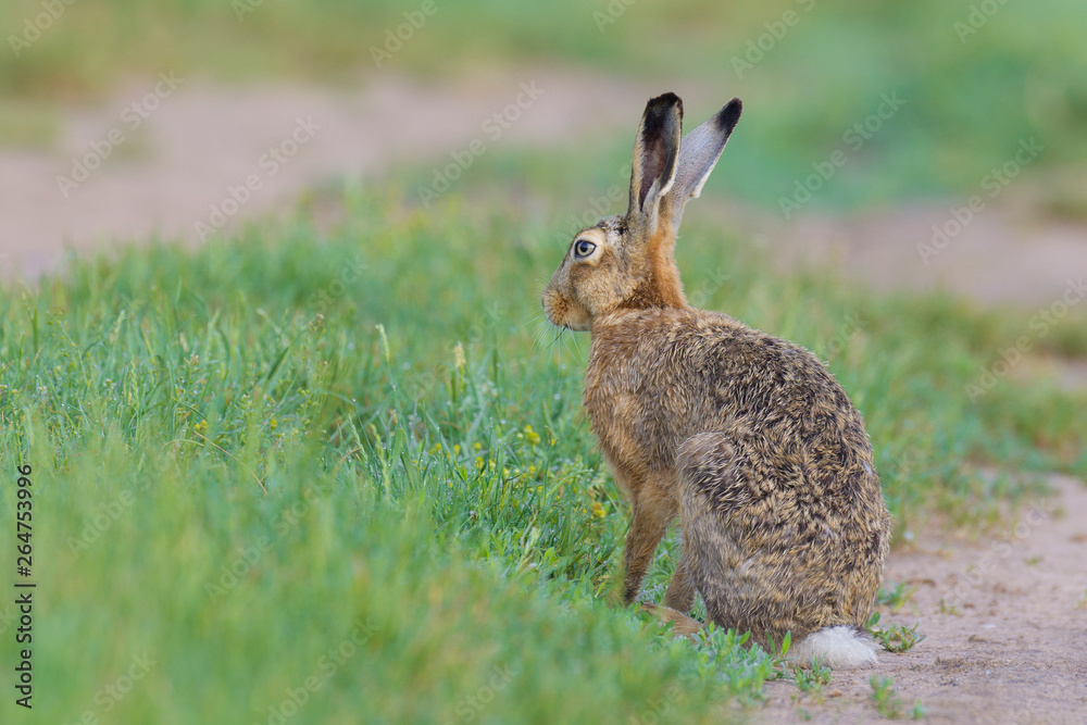 Fototapeta premium European brown hare (Lepus europaeus) in summer