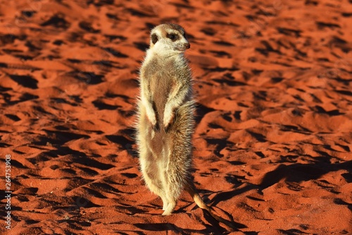 Schilderij op canvas wachsemes Erdmännchen (suricata suricatta) in der Kalahari in Namibia
