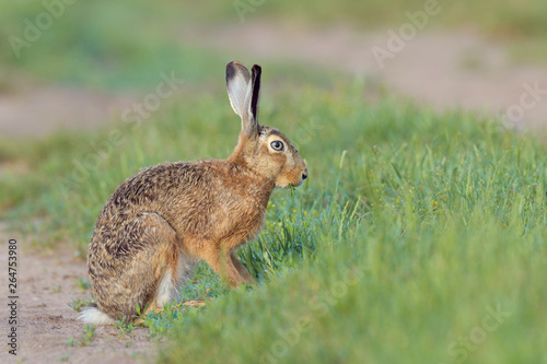 European brown hare (Lepus europaeus) in summer