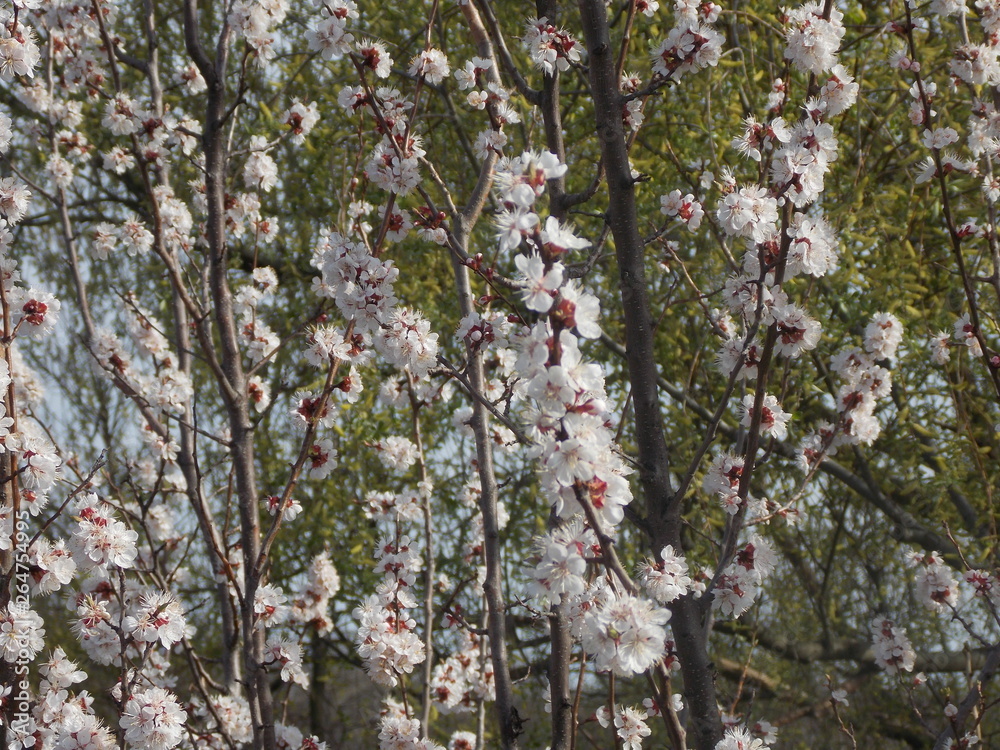 Branches of apricot tree with beautiful white blossom Branches of apricot tree with beautiful white blossom