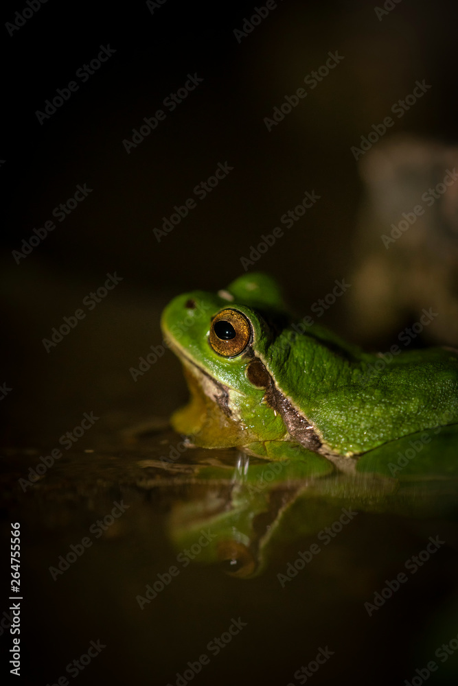 Obraz premium European tree frog, Hyla arborea,