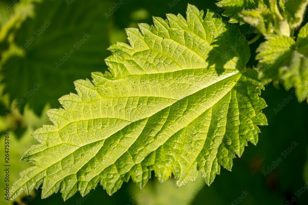 A close up of a nettle leaf, with a shallow depth of field A close up of a nettle leaf, with a shallow depth of field