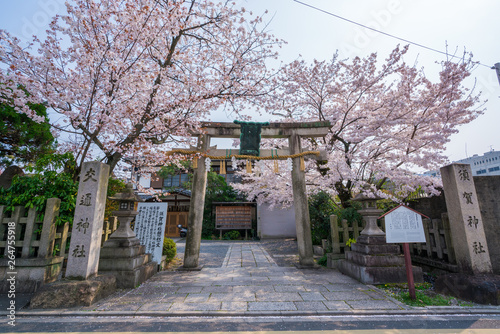 京都　交通神社（須賀神社）の桜 photo