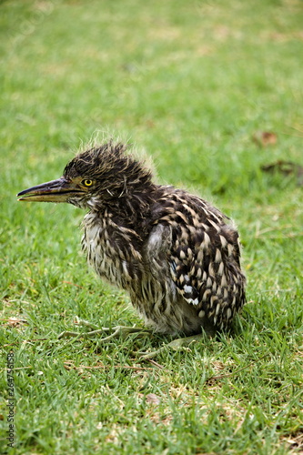 Closeup of Nankeen Night Heron (Nycticorax caledonicus) baby on grass photo