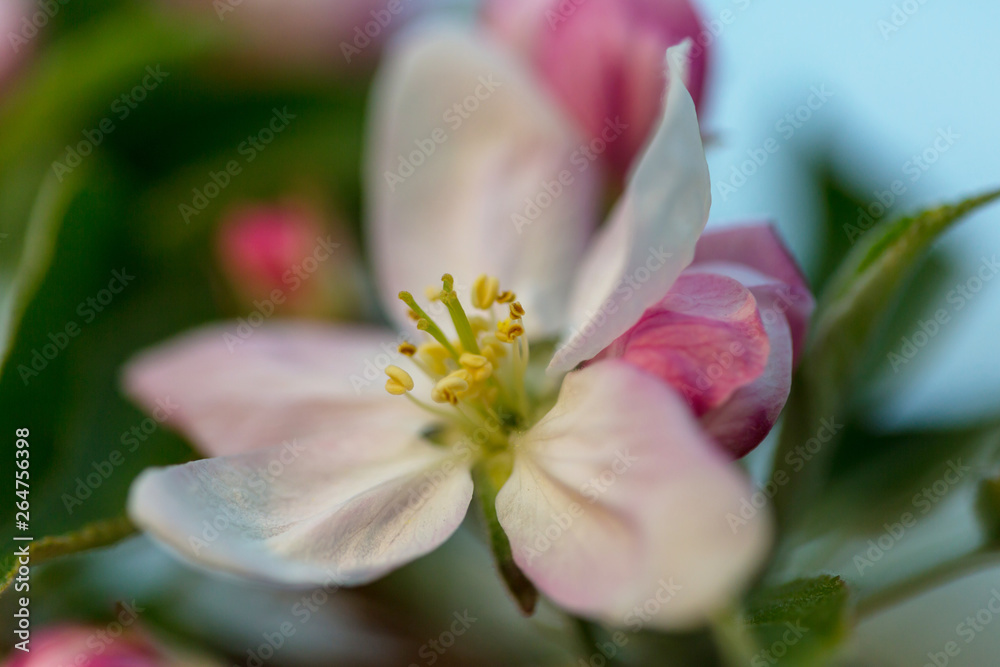 Blossom tree