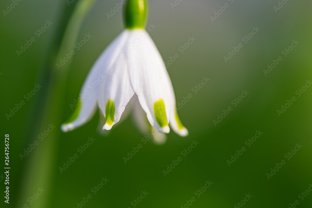 Snowdrops Snowdrops