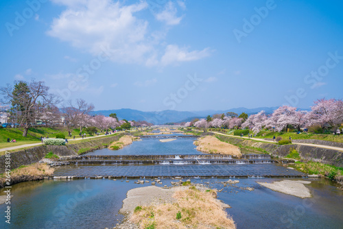 京都　賀茂川の桜　下鴨神社付近 © Route16