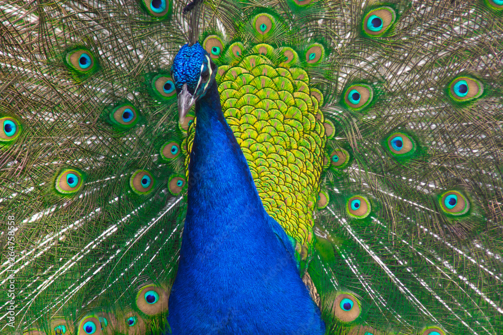 Fototapeta premium paon