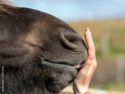 Funny icelandic horse smiling and laughing with large teeth. Selective focus on the teeth and nose.