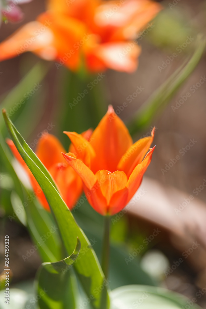 red tulips with pointed petals in spring garden.