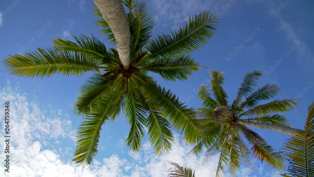Coconut palm trees against blue sky Coconut palm trees against blue sky