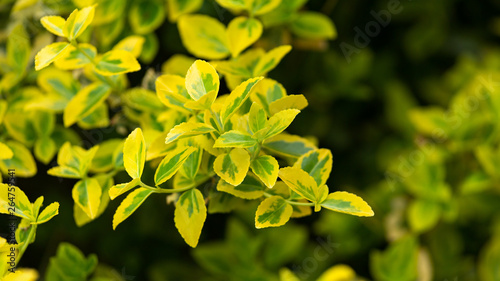 Euonymus fortunei. Yellow and green leaves of wintercreeper.
