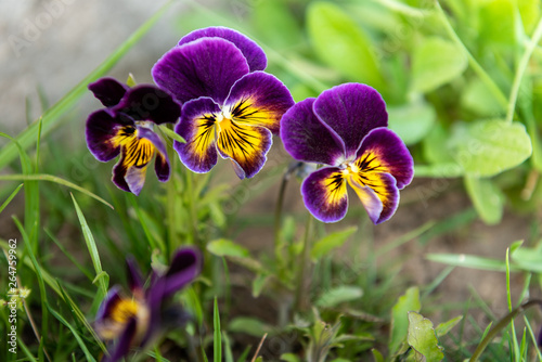 Purple pansy growing in spring garden.