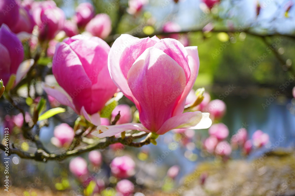 Beautiful pink magnolia. Indirect magnolia. Soulange magnolia Beautiful pink magnolia. Indirect magnolia. Soulange magnolia