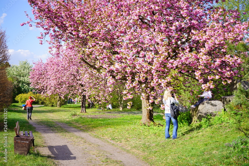 Pink flowering tree over nature background - prunus serrulata - Spring tree - young woman is taking a picture Pink flowering tree over nature background - prunus serrulata - Spring tree - young woman is taking a picture