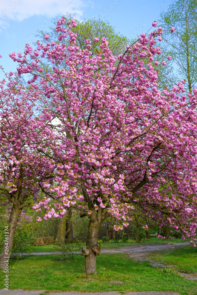 Pink flowering tree over nature background - Spring tree -  Spring landscape. Closeup view o flower cherry blossoms, prunus serrulata