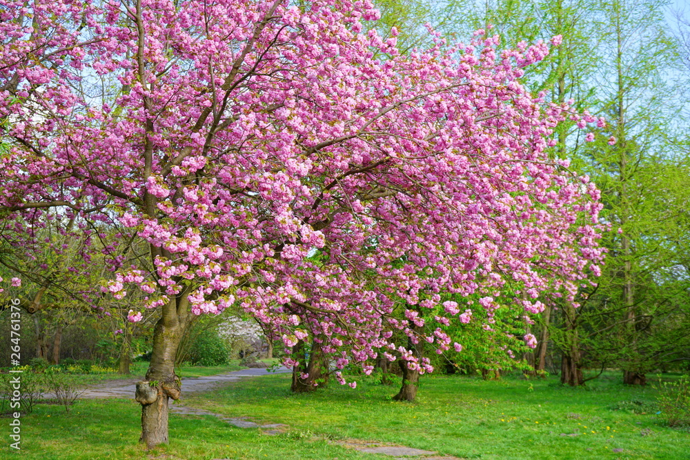 Pink flowering tree over nature background - Spring tree - Spring landscape. Closeup view o flower cherry blossoms, prunus serrulata Pink flowering tree over nature background - Spring tree - Spring landscape. Closeup view o flower cherry blossoms, prunus serrulata