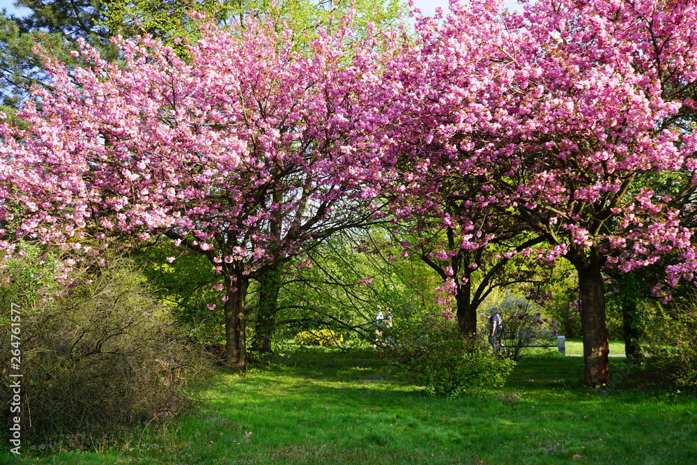 Pink flowering tree over nature background - Spring tree -  Spring landscape. Closeup view o flower cherry blossoms, prunus serrulata