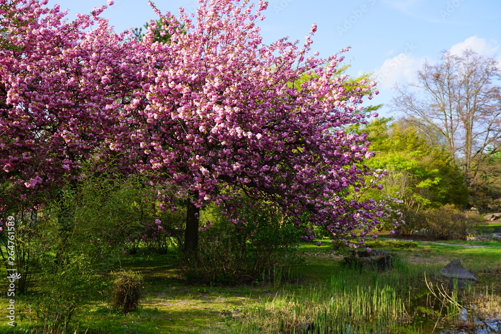 Pink flowering tree over nature background - Spring tree - Spring landscape. Closeup view o flower cherry blossoms, prunus serrulata Pink flowering tree over nature background - Spring tree - Spring landscape. Closeup view o flower cherry blossoms, prunus serrulata