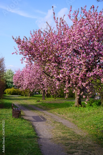 Pink flowering tree over nature background - Spring tree - Spring landscape. Closeup view o flower cherry blossoms, prunus serrulata