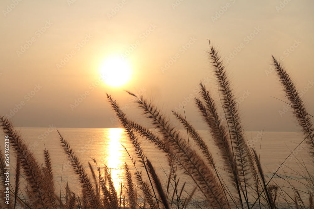 Sun rays shining through dry reed grasses on beautiful tropical beach,grass flower on the beach at summer sunset time Sun rays shining through dry reed grasses on beautiful tropical beach,grass flower on the beach at summer sunset time