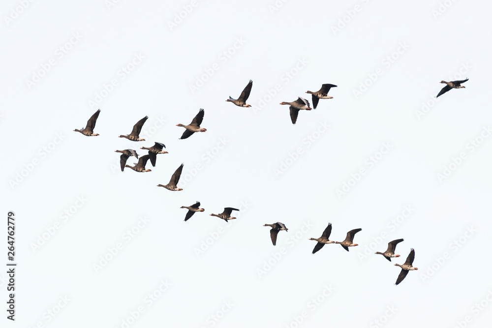 Flock of migration white-fronted geese flying in V-formation, Germany, Europe