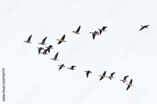 Flock of migration white-fronted geese flying in V-formation, Germany, Europe