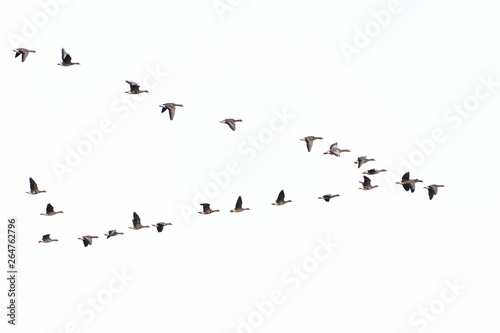 Flock of migration white-fronted geese flying in V-formation, Germany, Europe © Ana Gram