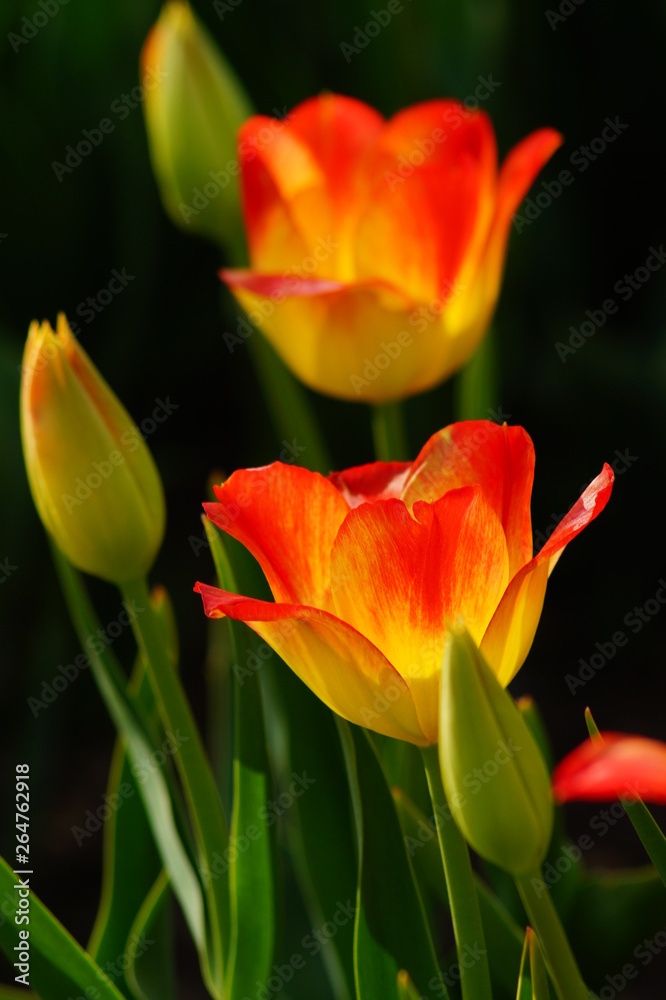 Spring in city park - Beautiful tulip - selective focus Spring in city park - Beautiful tulip - selective focus