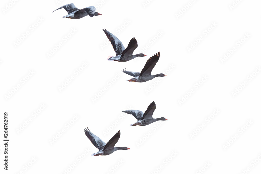 Obraz premium Greylag geese, Germany, Europe