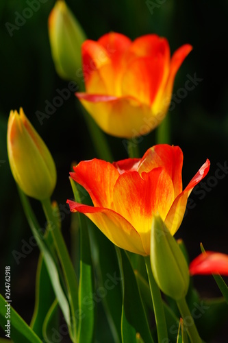 Spring in city park - Beautiful tulip - selective focus