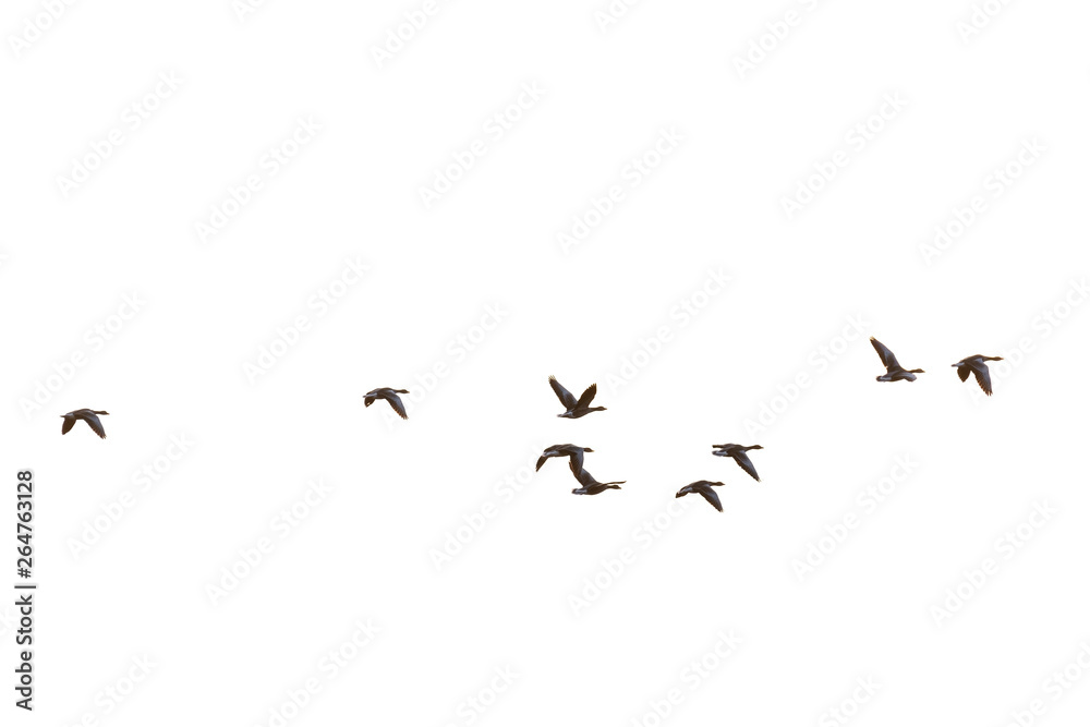 Greylag geese, Germany, Europe Greylag geese, Germany, Europe