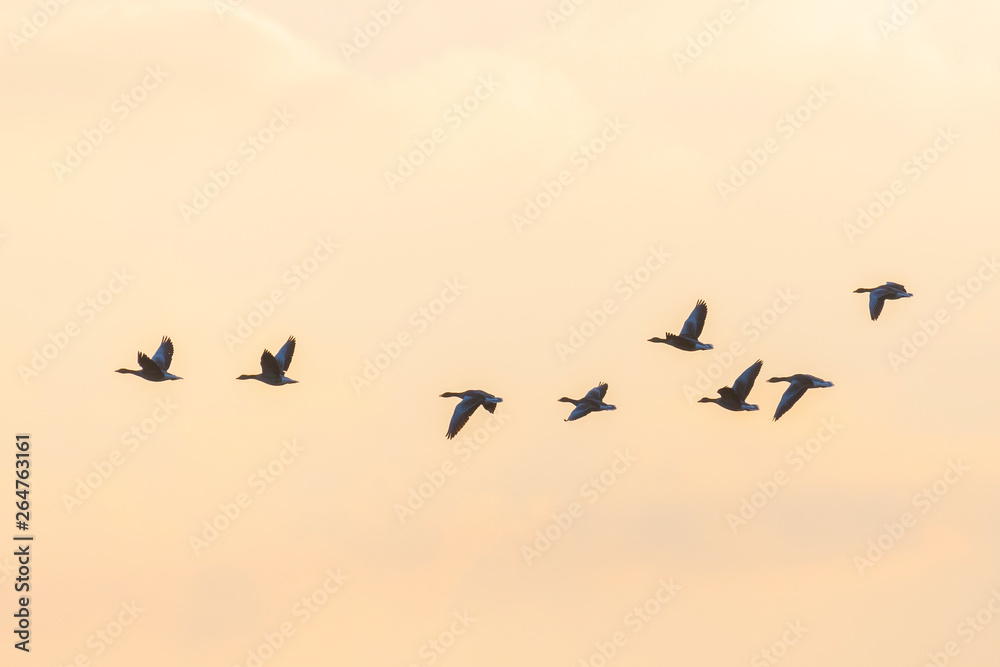 Flock of migration bean geese at sunset, Germany