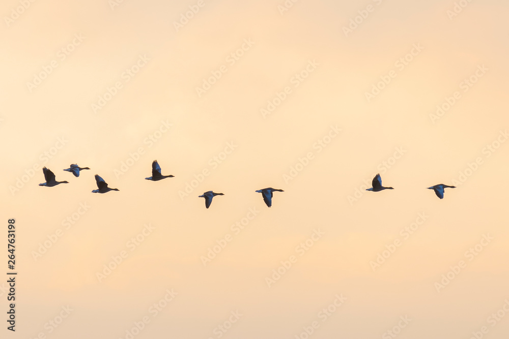 Flock of migration bean geese at sunset, Germany