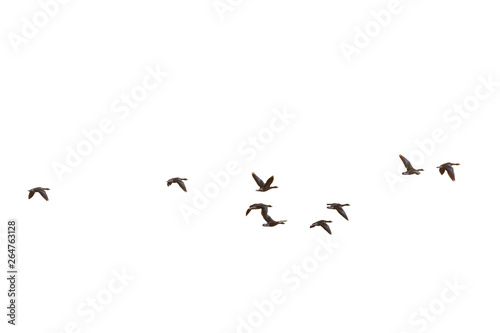 Greylag geese, Germany, Europe © Ana Gram