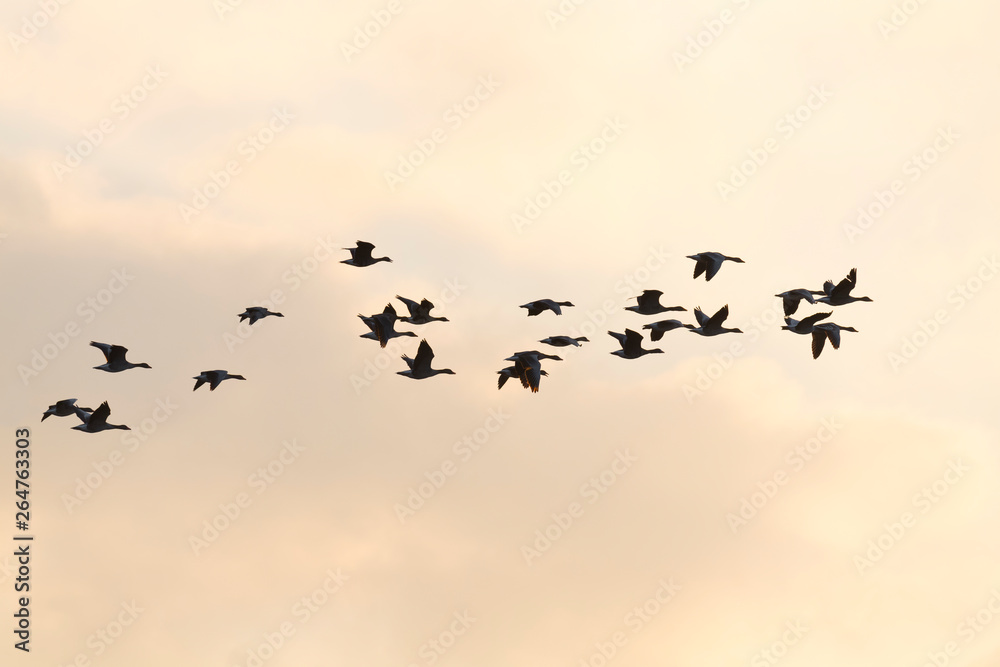 Fototapeta premium Flying bean geese at sunset, Anser fabalis, Germany, Europe