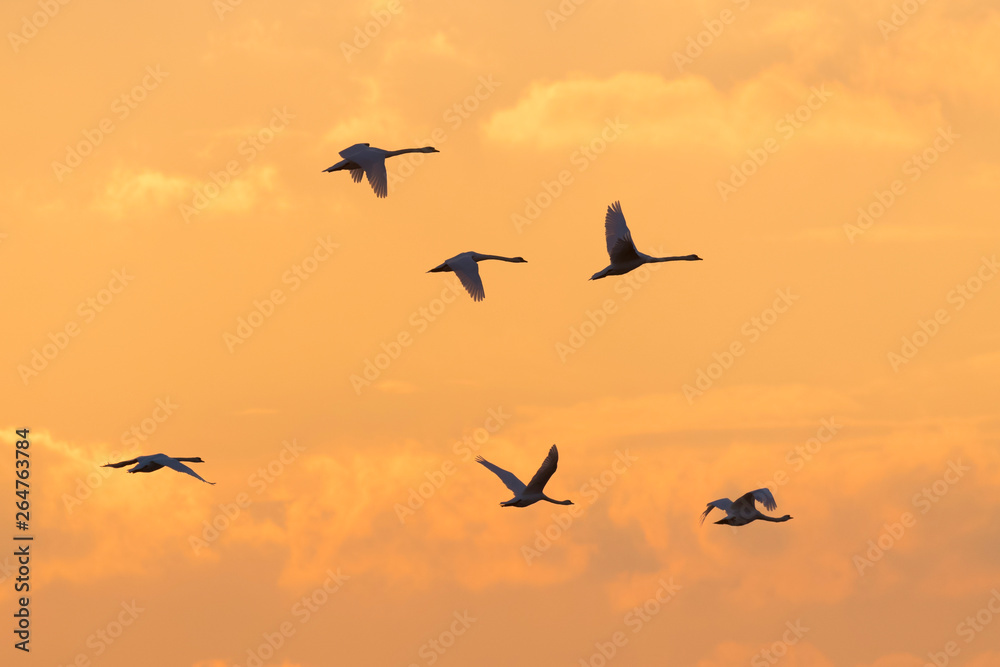 Fototapeta premium Flying mute swans at sunset, Cygnus olor, Germany, Europe